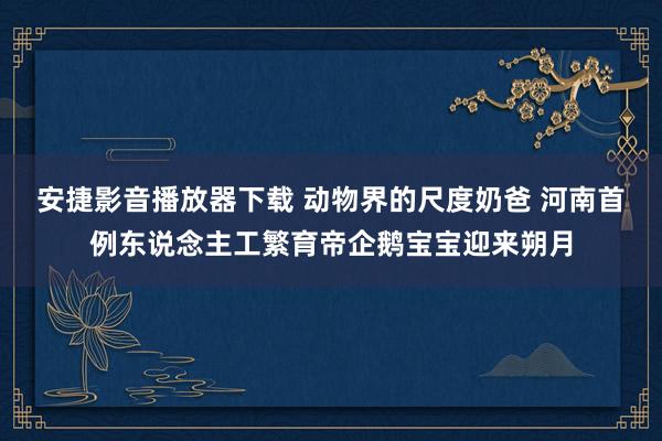 安捷影音播放器下载 动物界的尺度奶爸 河南首例东说念主工繁育帝企鹅宝宝迎来朔月